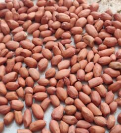 Dakshraj NG biomass pvt