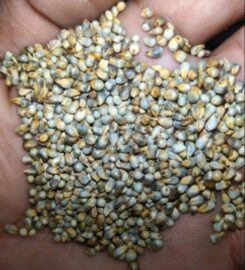 Dakshraj NG biomass pvt